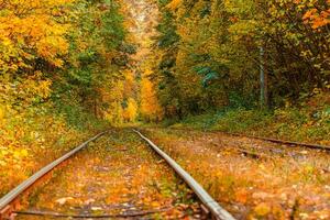 Autumn forest through which an old tram rides Ukraine photo