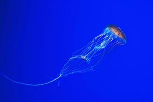 macro photography underwater northern sea nettle or brown jellyfish jellyfish photo