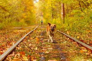 Autumn forest through which an old tram rides Ukraine and red dog photo