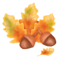 Watercolor of autumn leaves and acorn on transparent background. Autumnal season for wedding invitation or greeting card. png