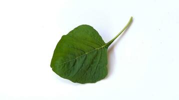 Close-up of single leaf of Amaranthus viridis, Green Amaranth leaf or bayam hijau isolated on white background. photo