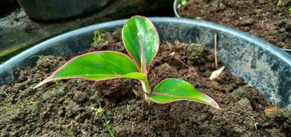 Plant seed of Aglaonema Siam Aurora or also known as Aglonema Lipstic is grown in pots, house plant, soil, indoor, hobby, Indoor flower home plant, growth, seed. photo