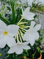 Natural beautiful frangipani or plumeria white and yellow with blurred background of green leaves. photo