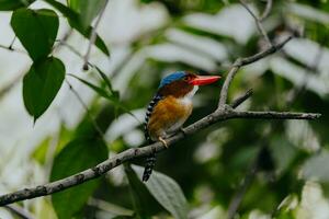 Male Banded Kingfisher or Lacedo pulchella perched on a tree branch. photo