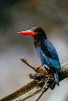 Javan kingfisher or Halcyon cyanoventris with blue black feathers and red beak perched on a branch with a blurred background. photo