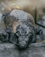 Close up photo of a crocodile from the front on the edge of the pool.