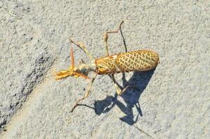 un grande insecto con naranja piernas y amarillo alas foto