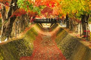 Maple corridor and wooden bridge. The tunnel of autumn leaves trees at Momiji Kairo, Kawaguchiko lake photo