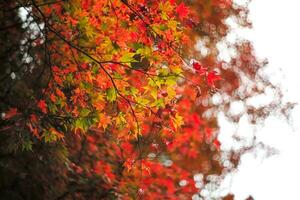 alto ángulo ver ramas de árbol con hojas de otoño foto