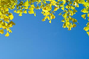 alto ángulo ver de cerca amarillo gingko hojas en el ramas aislado en el azul cielo antecedentes foto