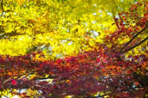 Selective focus on the red maple leaves on the branches with blurred ginkgo leaves in background photo