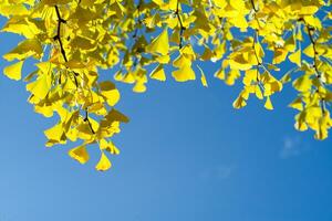 High angle view closeup yellow ginkgo leaves on the branches isolated on the blue sky background photo