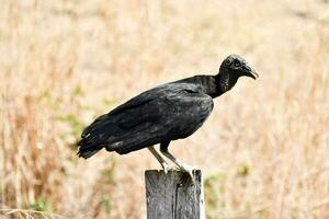 a black vulture is perched on a wooden post photo