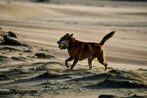 linda perro en el playa foto