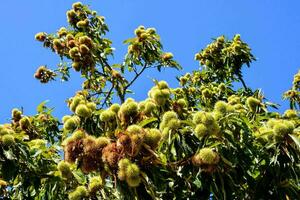 a tree with many nuts on it and a blue sky photo