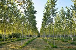 rows of trees in a field photo