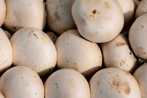 a pile of white mushrooms with brown spots photo