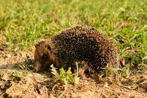 a hedgehog is walking on the ground in the grass photo