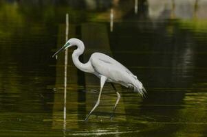 un blanco pájaro con largo piernas es en pie en el agua foto