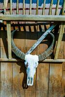 a bull skull mounted on a wooden wall photo