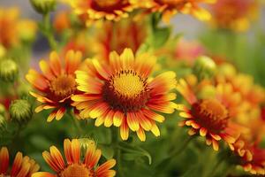 ai generado gaillardia o cobija flor. brillante y vistoso sombras de calentar tonos ai generado foto