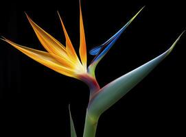 AI generated Bird of paradise flower isolated on black background. AI Generated photo