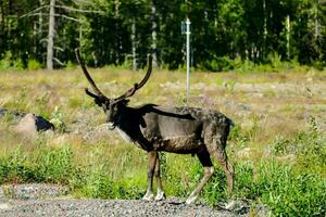 a reindeer with large horns standing in the grass photo