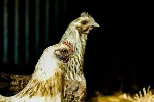 two chickens standing in a barn with hay photo