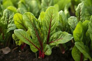 AI generated Chard growing in an urban garden. Garden beet and salad leaves close up. Generative AI photo