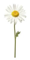 AI generated Common daisy isolated on white background. AI Generated photo