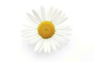 AI generated Common daisy isolated on white background. AI Generated photo