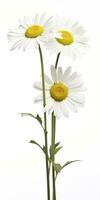 AI generated Common daisy isolated on white background. AI Generated photo