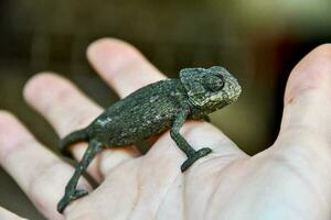 a small chamelon lizard sitting on a person's hand photo