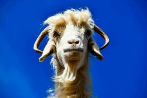 a goat with long horns and a blue sky background photo