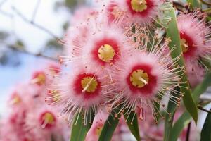 AI generated Beautiful Gum tree pink flowers and buds. AI Generated photo