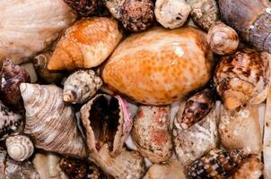 a close up of many different types of shells photo