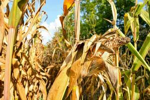 un maíz campo con seco hojas y maíz tallos foto