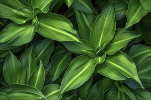 AI generated A plant with lots of large green leaves. AI Generated photo