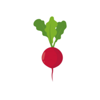 Radish icon in flat style. Isolated object, logo. Vegetable from the farm. Organic food. png