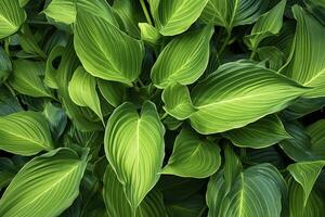 AI generated A plant with lots of large green leaves. AI Generated photo
