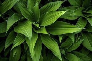 AI generated A plant with lots of large green leaves. AI Generated photo