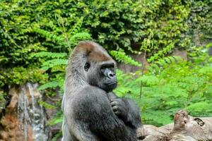 a gorilla sitting on a log in front of a waterfall photo