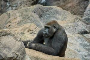 a gorilla sitting on a rock in a zoo photo