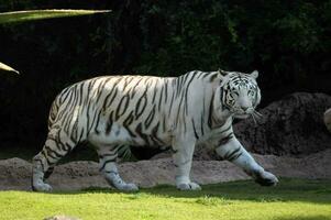 a white tiger walking across the grass photo