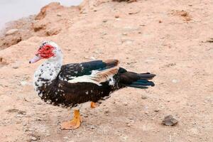 a brown and white duck with red face photo