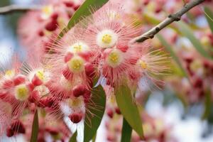 AI generated Beautiful Gum tree pink flowers and buds. AI Generated photo