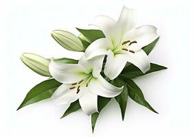 AI generated Beautiful fresh lily flower with green leaves, isolated on white background. AI Generated photo