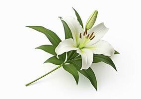 ai generado hermosa Fresco lirio flor con verde hojas, aislado en blanco antecedentes. ai generado foto