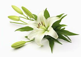 AI generated Beautiful fresh lily flower with green leaves, isolated on white background. AI Generated photo