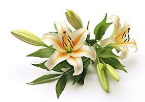 AI generated Beautiful fresh lily flower with green leaves, isolated on white background. AI Generated photo